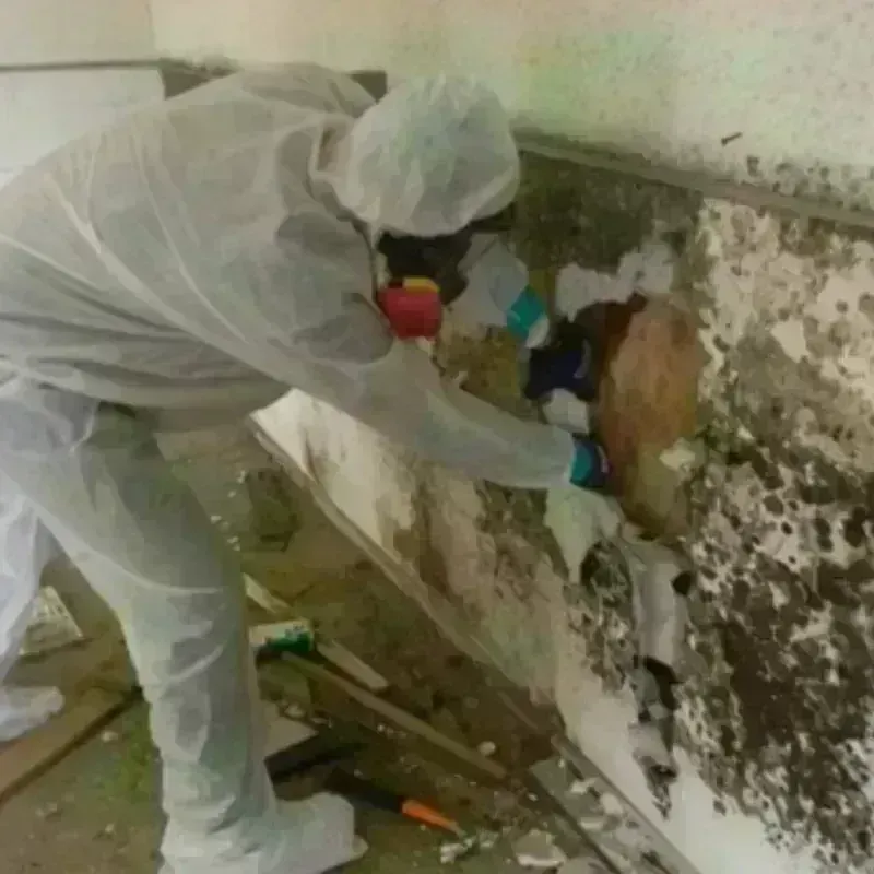 Mold Remediation and Removal in Bowie, TX